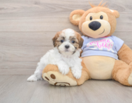 5 week old Teddy Bear Puppy For Sale - Premier Pups