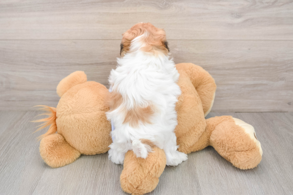 Teddy Bear Pup Being Cute