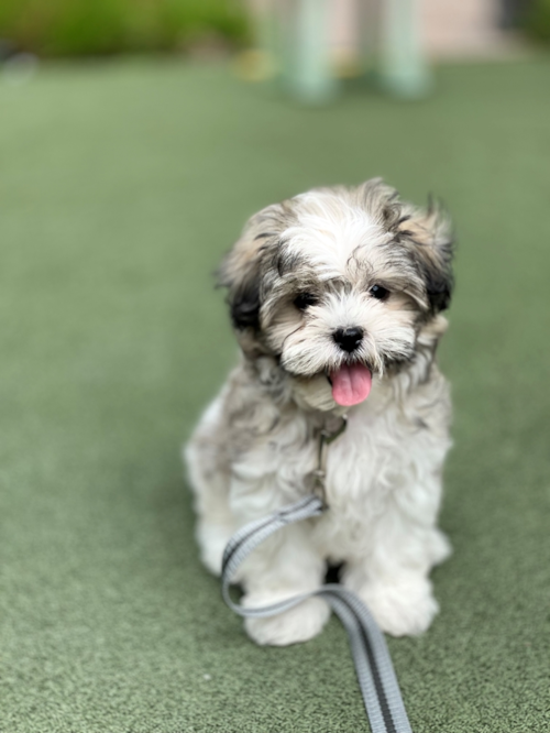 Teddy Bear Puppy For Sale - Premier Pups