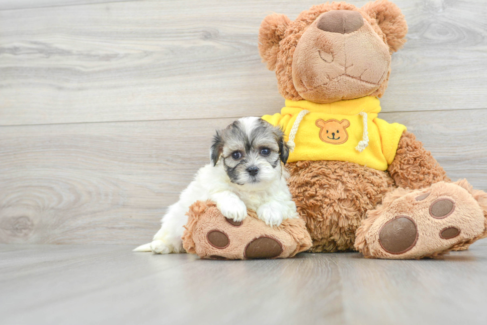 Funny Teddy Bear Designer Pup