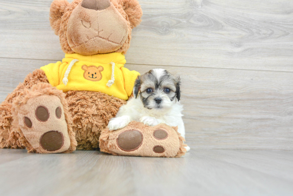 Cute Teddy Bear Baby