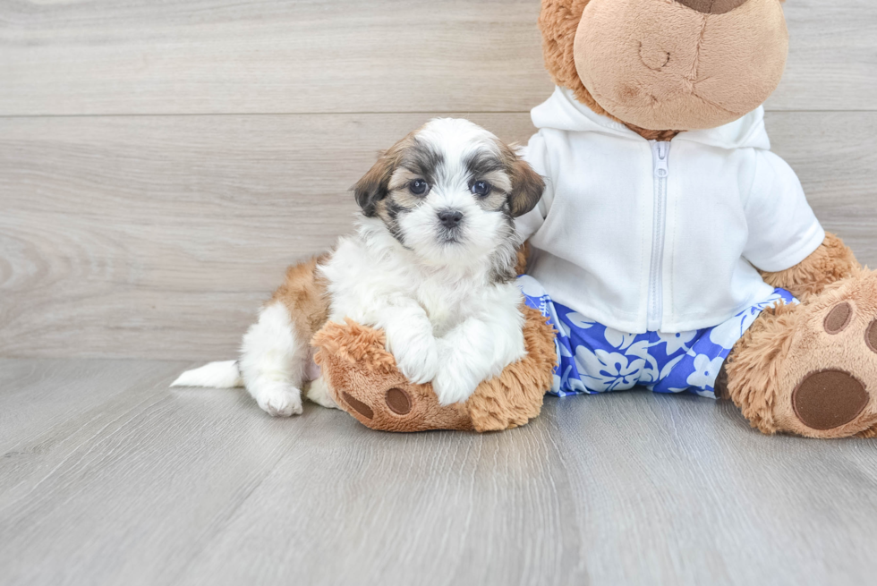 Teddy Bear Pup Being Cute