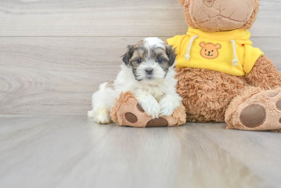 Adorable Shichon Designer Puppy