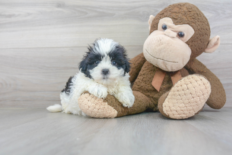 Teddy Bear Pup Being Cute