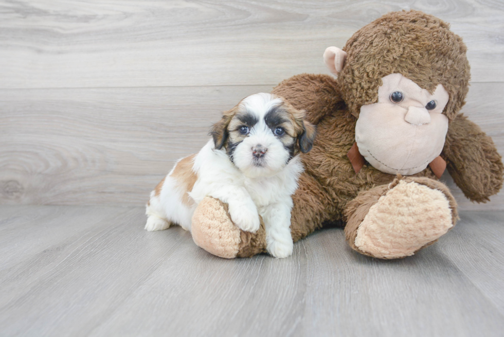 Teddy Bear Pup Being Cute