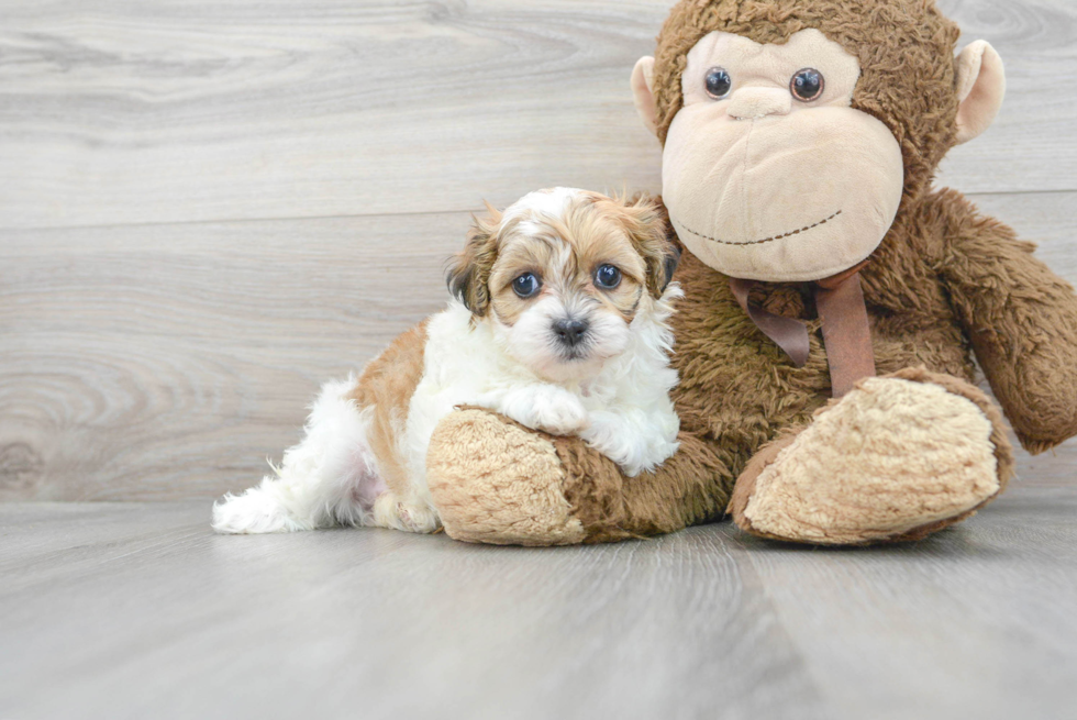 Teddy Bear Pup Being Cute