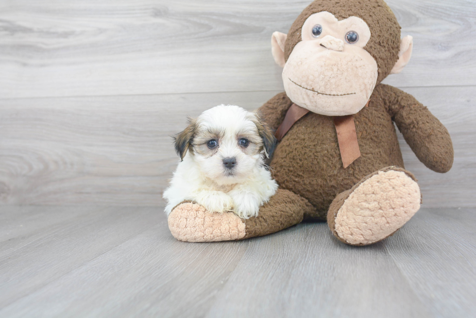 Teddy Bear Pup Being Cute