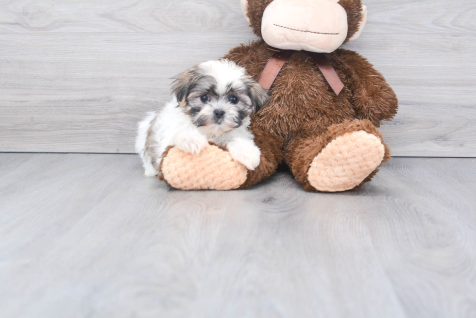 Cute Teddy Bear Baby