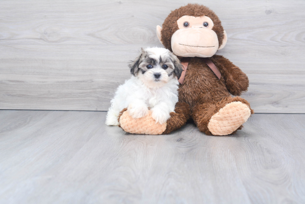 Teddy Bear Pup Being Cute