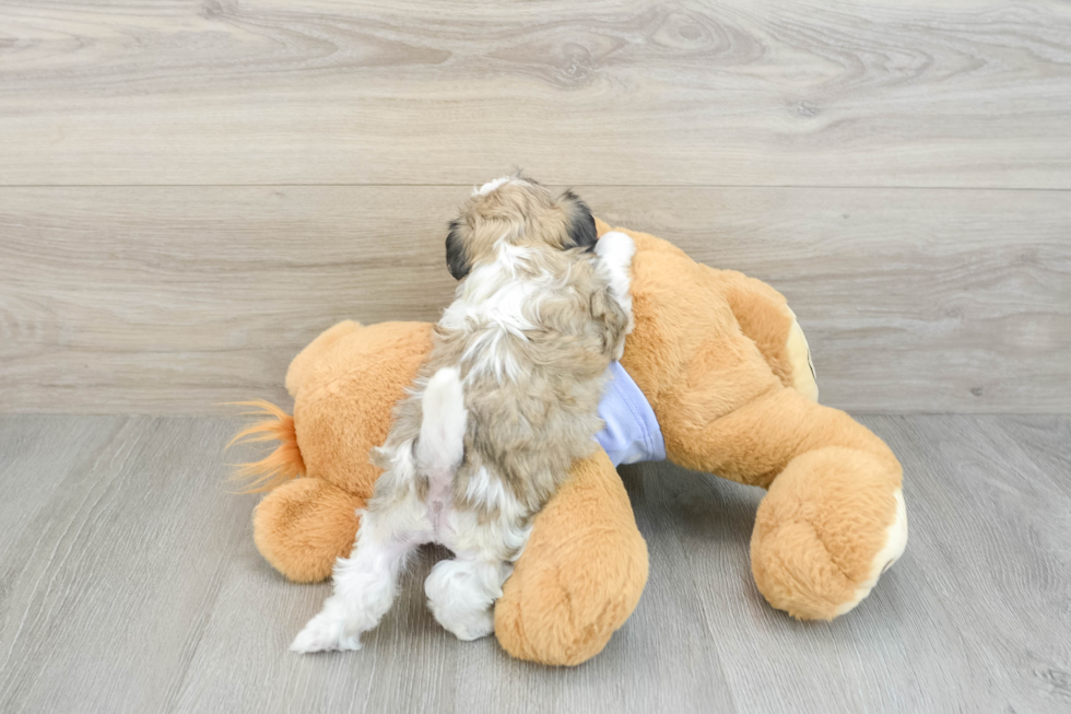 Teddy Bear Pup Being Cute