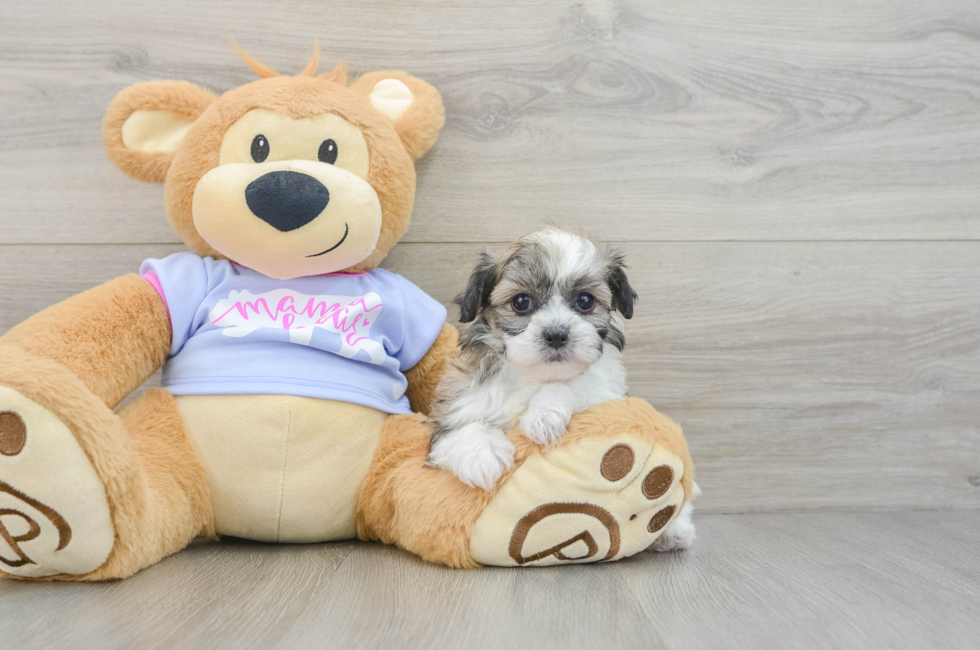 6 week old Teddy Bear Puppy For Sale - Premier Pups