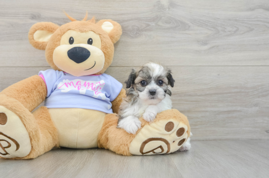 Teddy Bear Puppy for Adoption