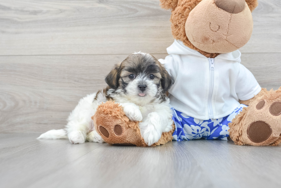 Teddy Bear Pup Being Cute