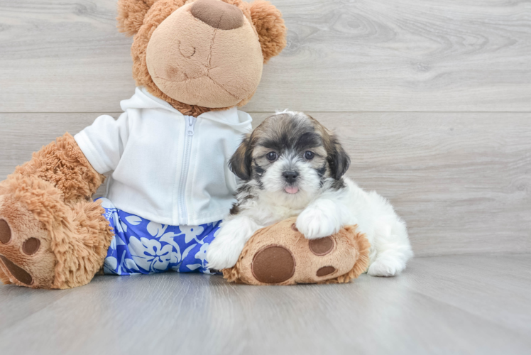 Teddy Bear Pup Being Cute