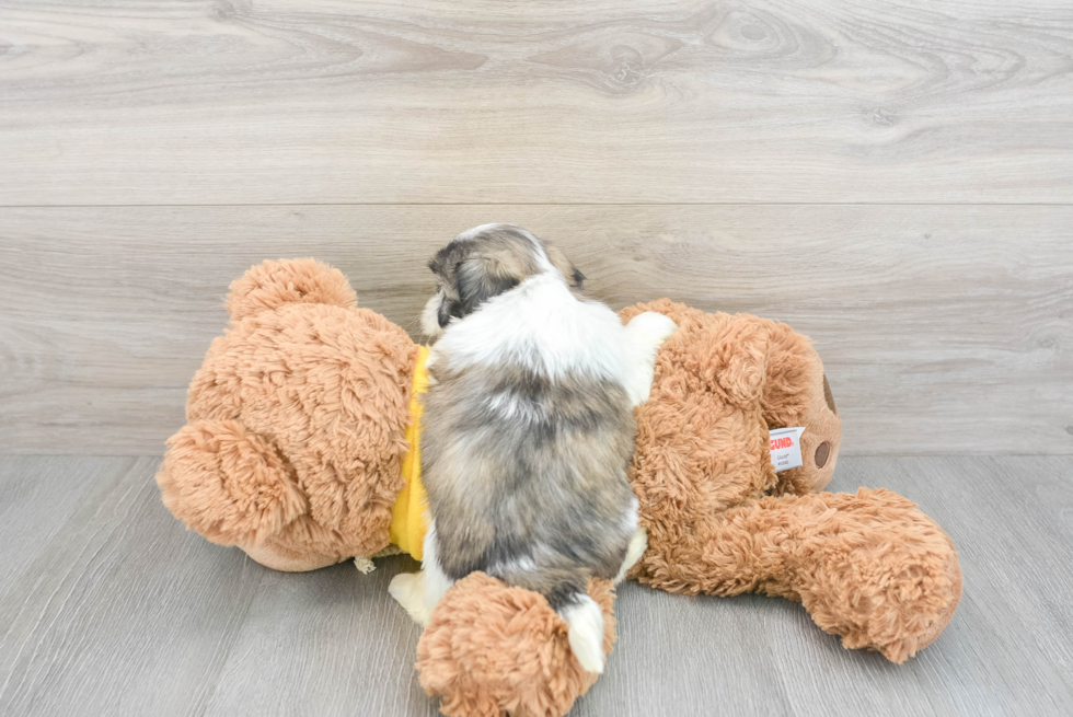 Teddy Bear Pup Being Cute