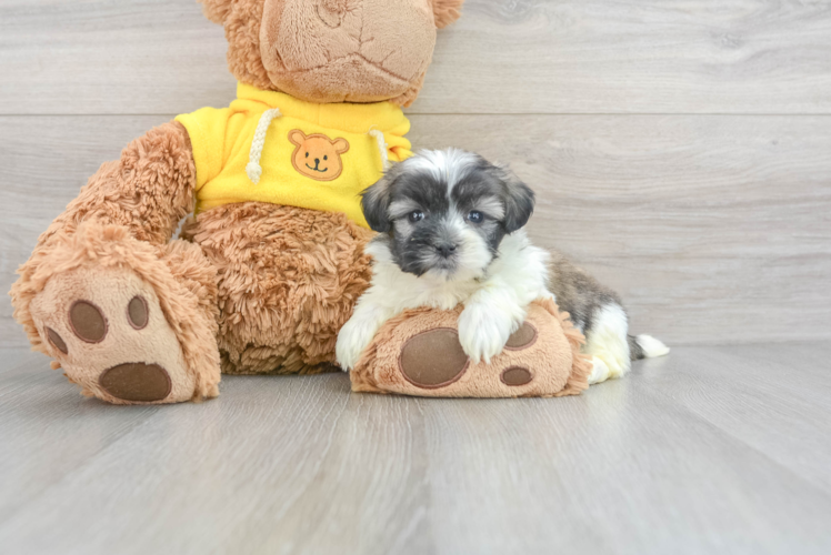 Teddy Bear Pup Being Cute