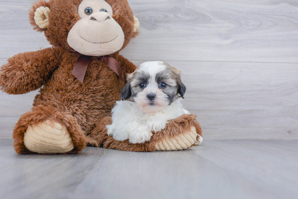 Teddy Bear Pup Being Cute