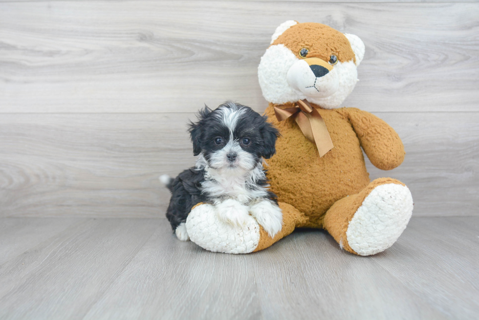 Teddy Bear Pup Being Cute