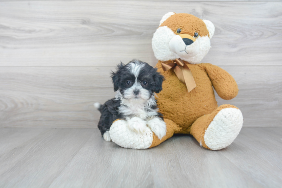 Teddy Bear Pup Being Cute