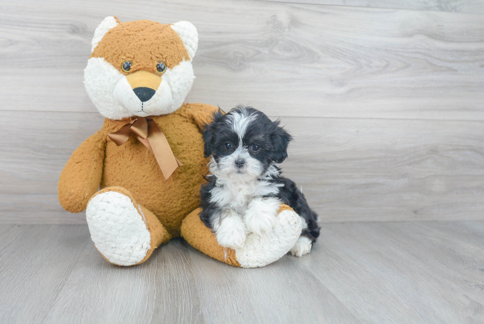 Funny Teddy Bear Designer Pup