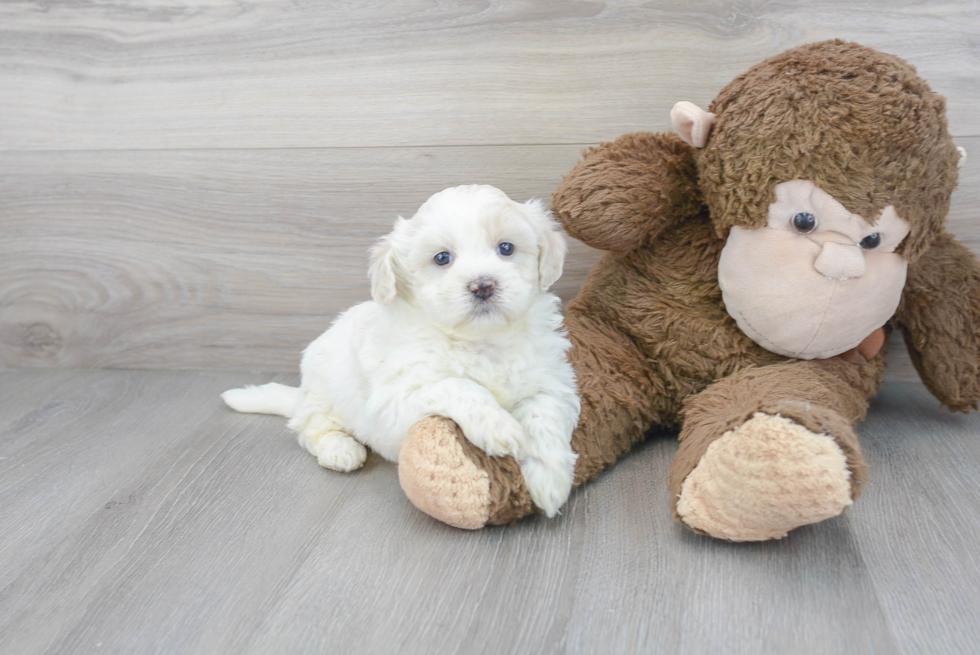 Cute Teddy Bear Baby