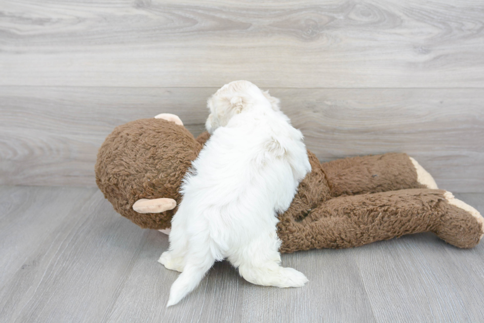 Cute Teddy Bear Designer Pup