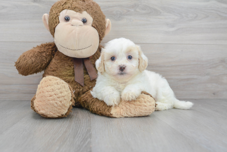 Popular Teddy Bear Designer Pup