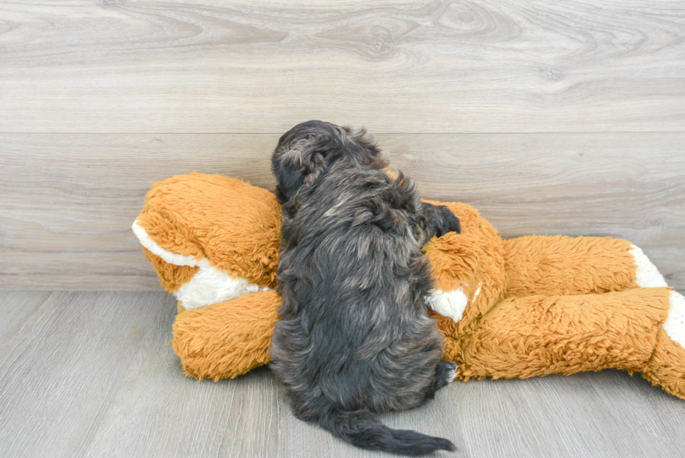 Teddy Bear Pup Being Cute