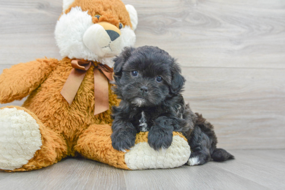 Little Shichon Designer Puppy