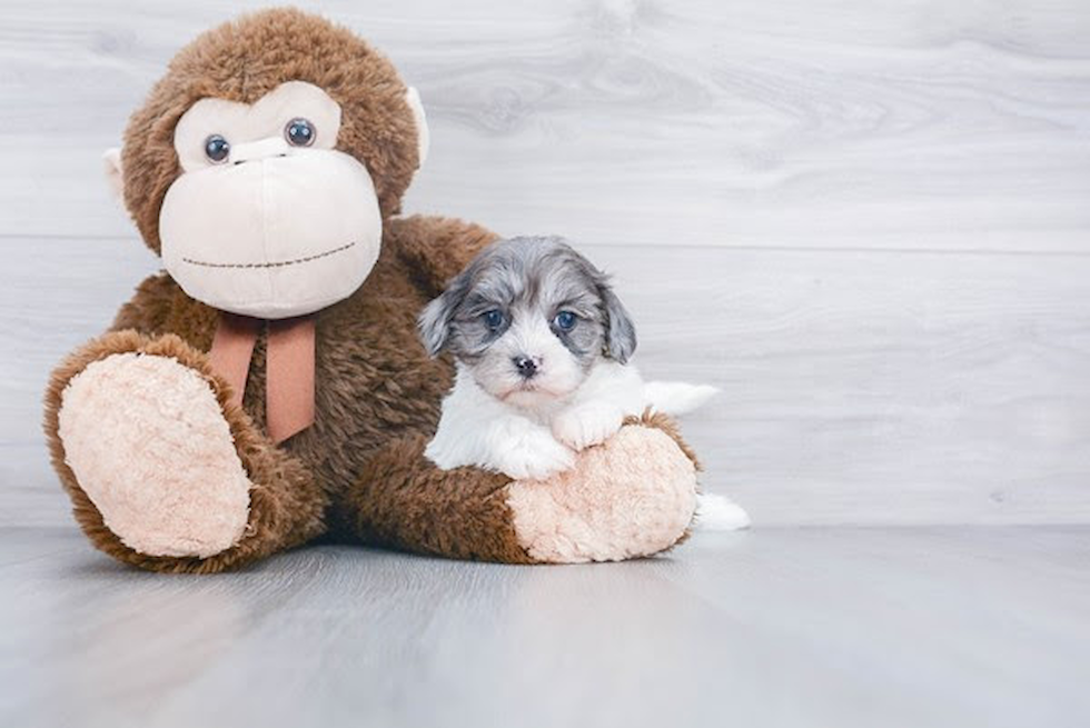 Fluffy Teddy Bear Designer Pup