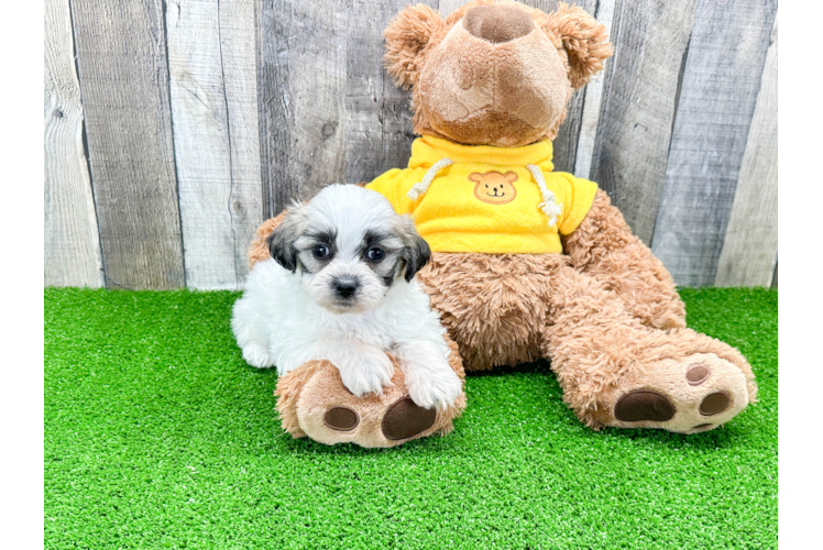 Teddy Bear Puppy for Adoption