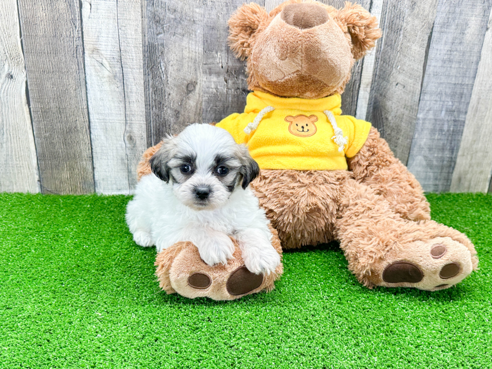 Teddy Bear Puppy for Adoption