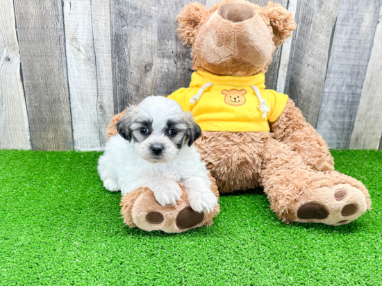 Teddy Bear Puppy for Adoption