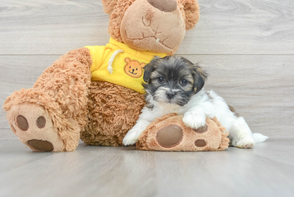 Teddy Bear Pup Being Cute