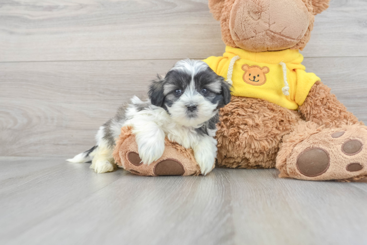 Teddy Bear Pup Being Cute