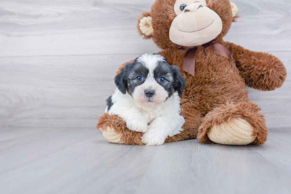 Fluffy Teddy Bear Designer Pup