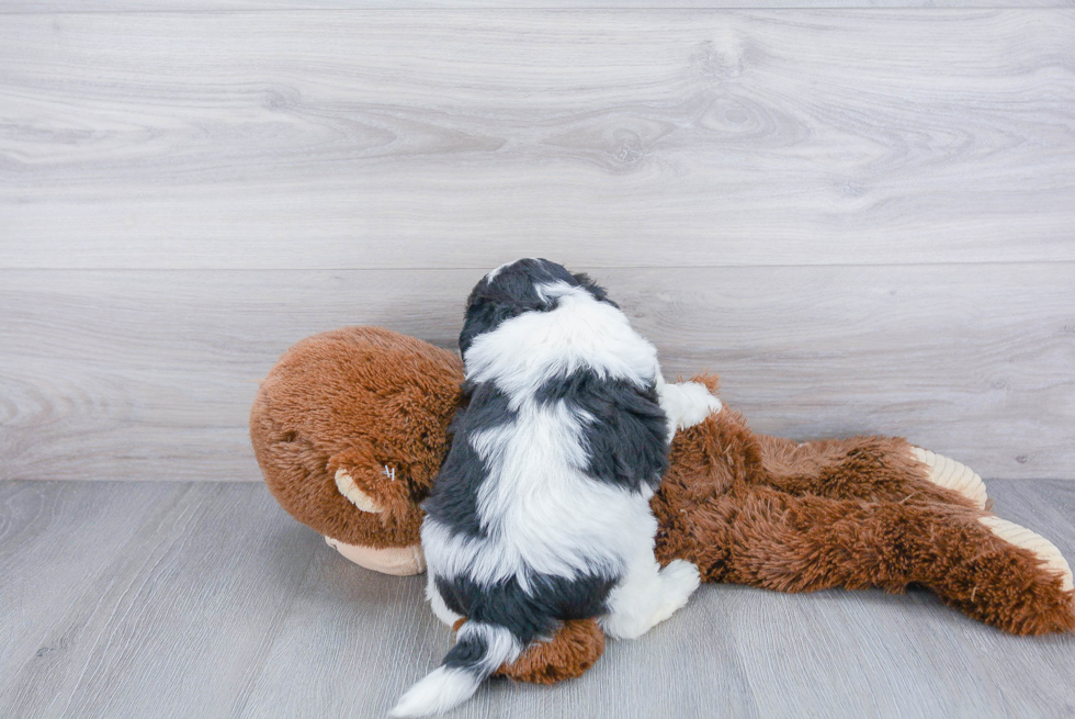 Teddy Bear Pup Being Cute