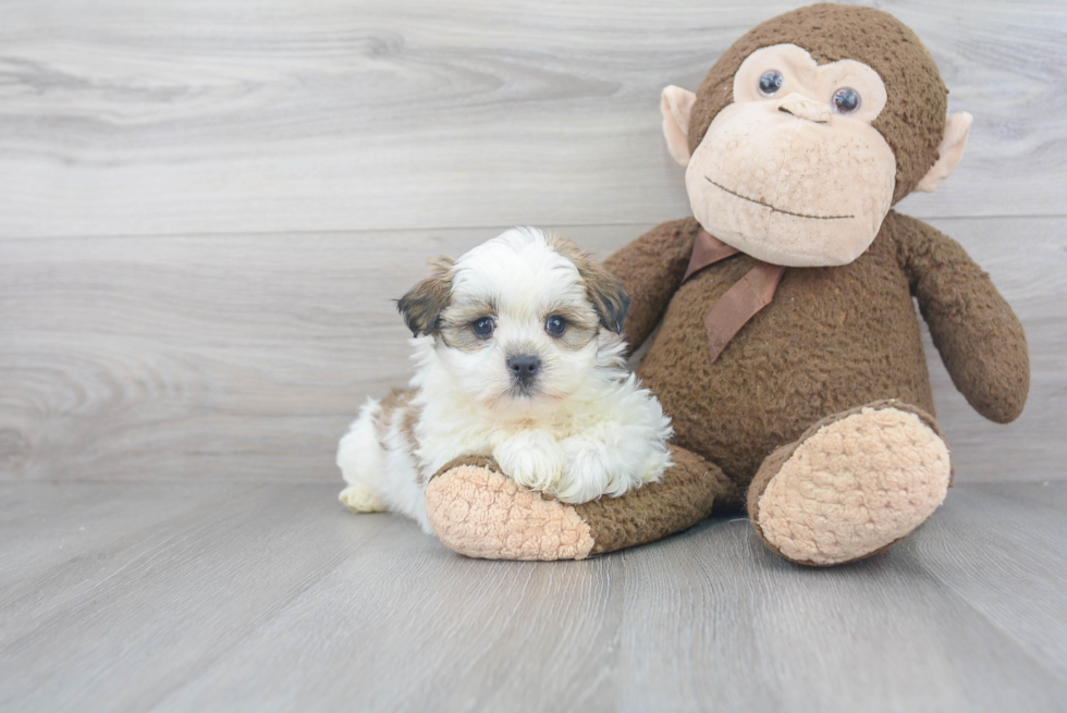 Popular Teddy Bear Designer Pup