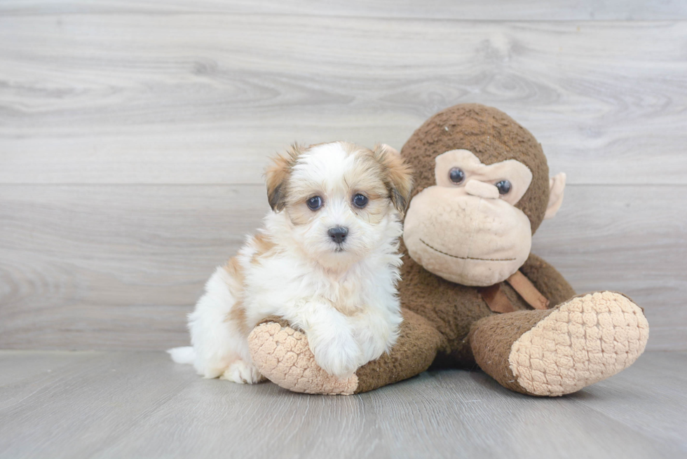 Fluffy Teddy Bear Designer Pup