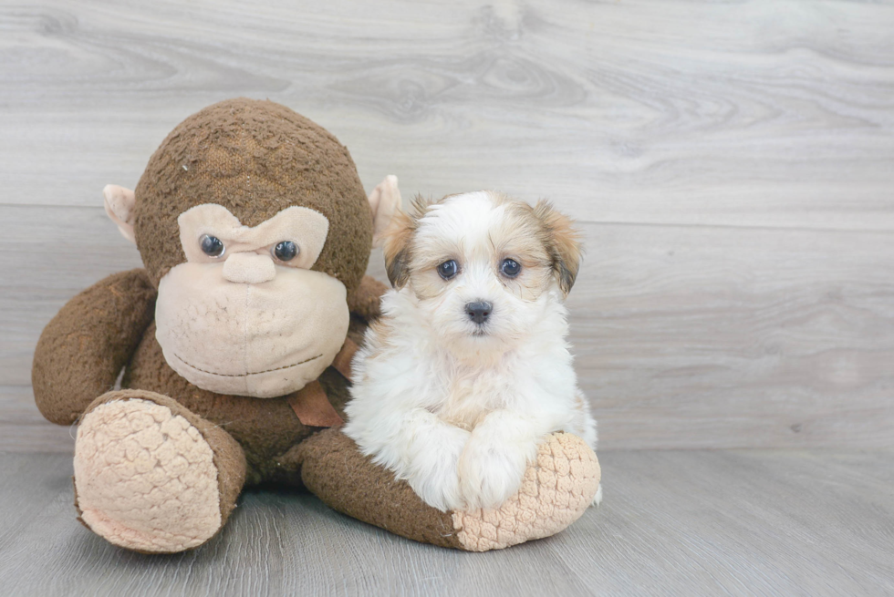 Fluffy Teddy Bear Designer Pup