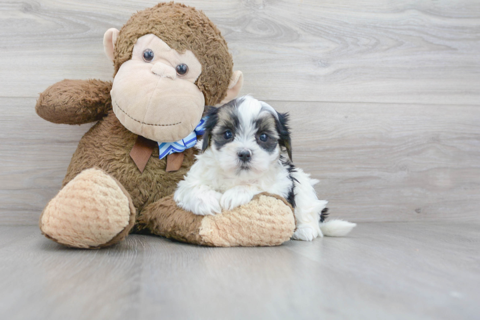 Fluffy Teddy Bear Designer Pup