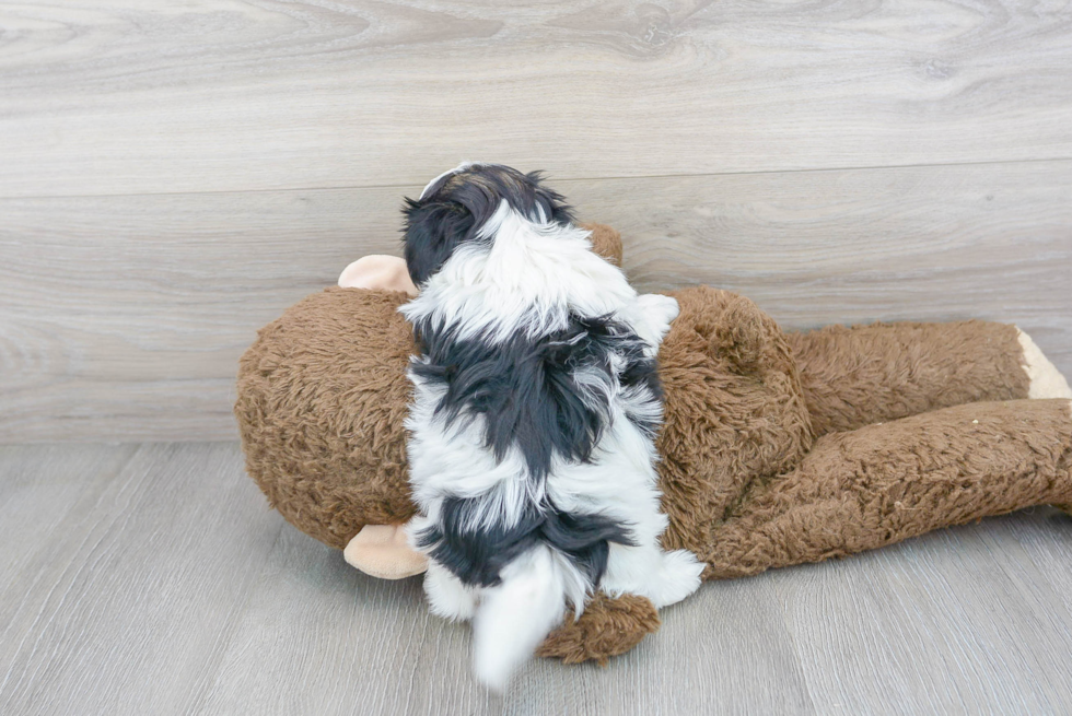 Popular Teddy Bear Designer Pup