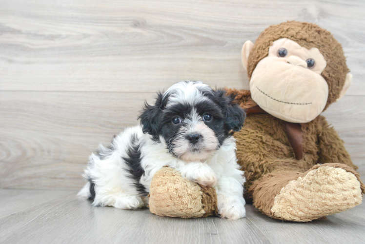 Popular Teddy Bear Designer Pup