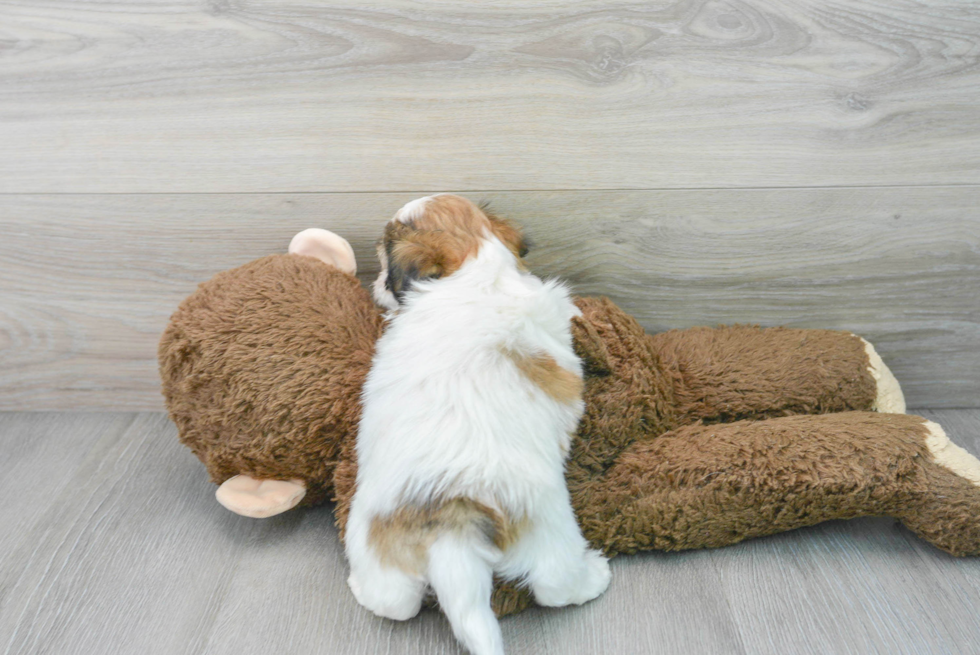 Teddy Bear Pup Being Cute