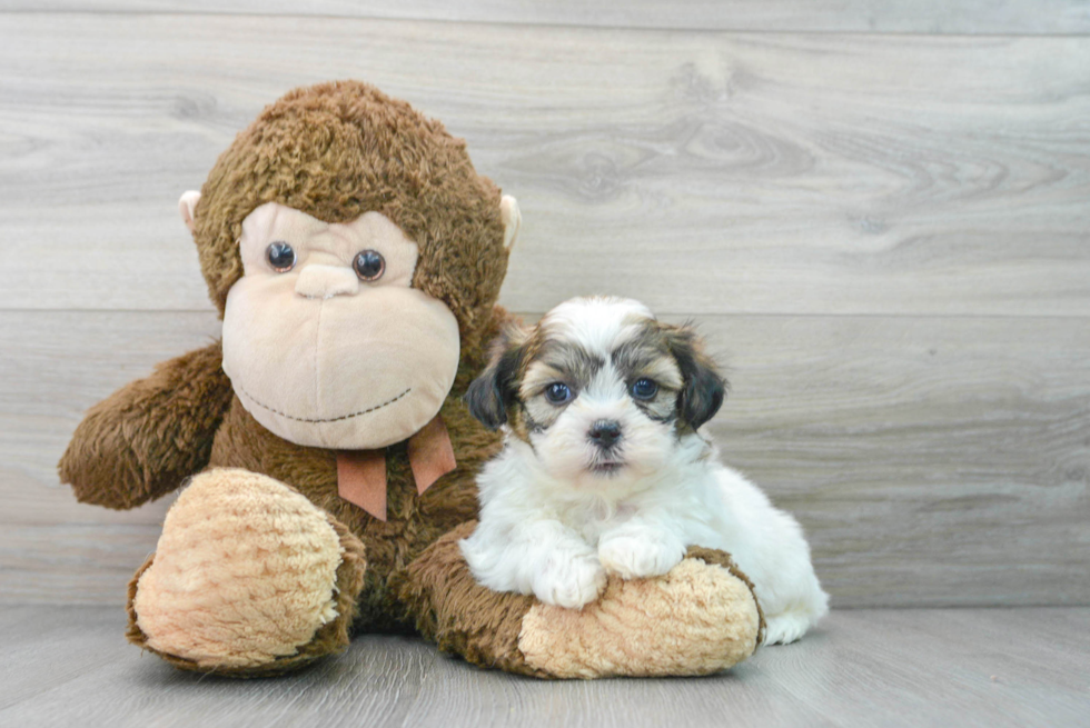 Best Teddy Bear Baby