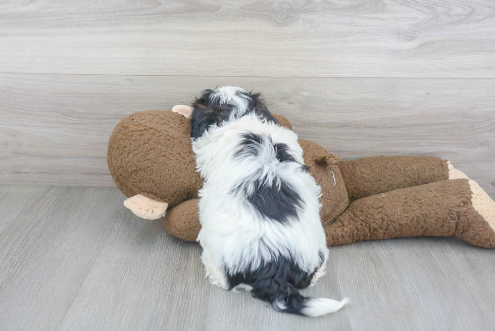 Teddy Bear Pup Being Cute