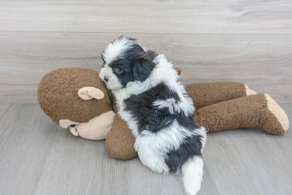 Fluffy Teddy Bear Designer Pup