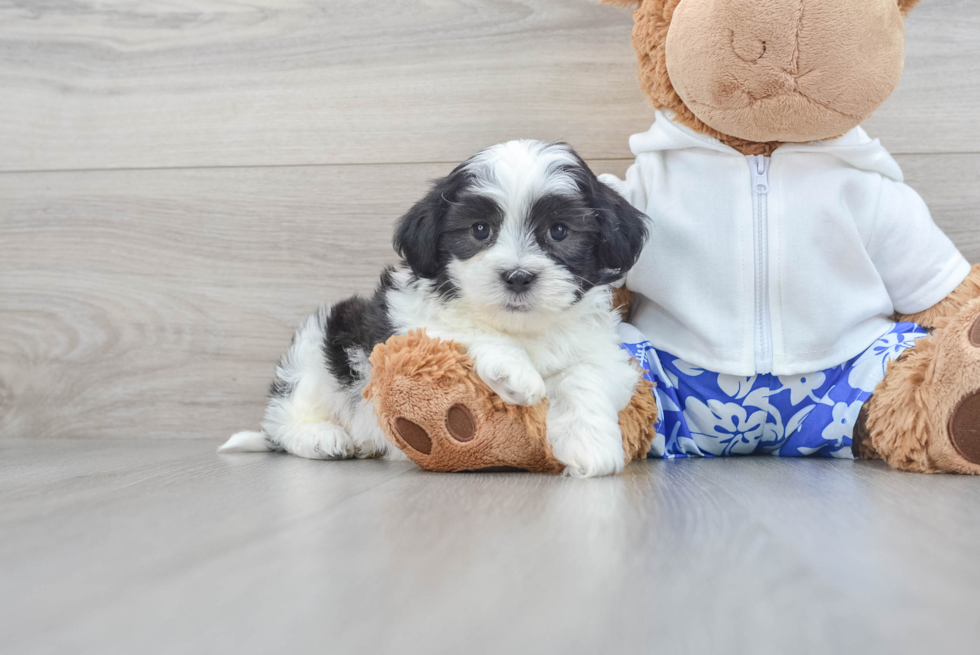 Fluffy Teddy Bear Designer Pup