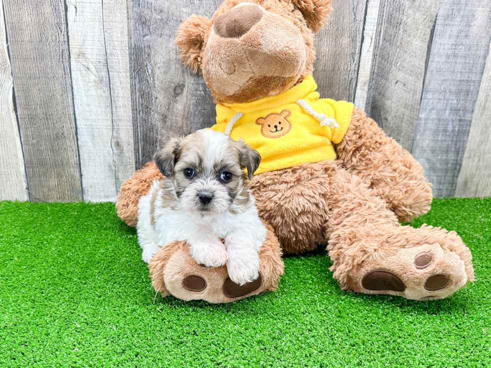 Playful Shichon Designer Puppy