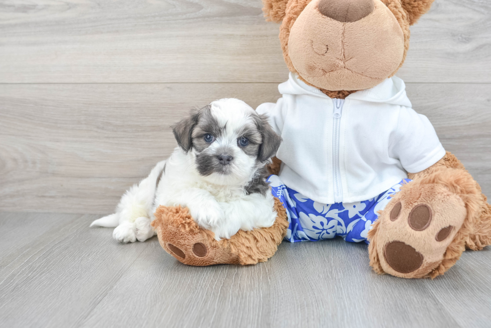 Adorable Shichon Designer Puppy